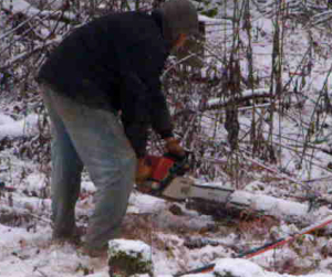 Innoculating oyster mushrooms with spore oil in a chainsaw.