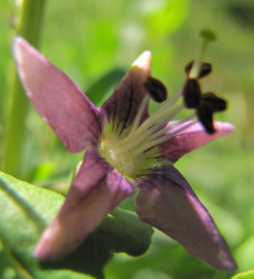 Gojiberry flower