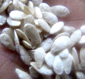 Mexican gherkin, Medium and seeds \ Seeds