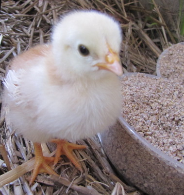Four day old chick
