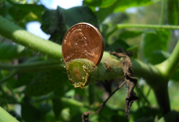 Fighting tomato blight with pennies?