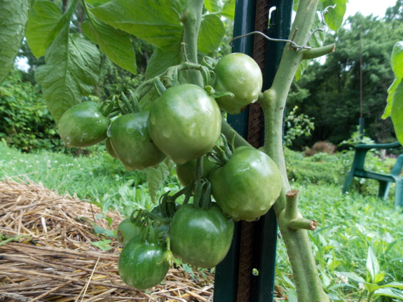 Does Copper WIRE Through Tomato Stem STOP Disease? 