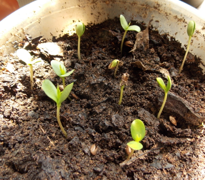apple seeds sprouting