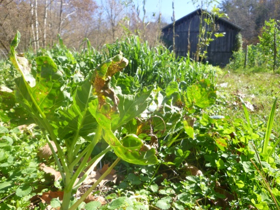 brussel sprouts with barn in background