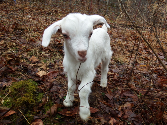 Nine-day-old goat