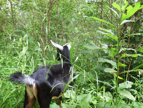 Miniature goat in the woods